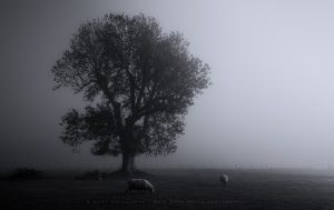 A striking tree and some friendly sheep in the Sussex landscape