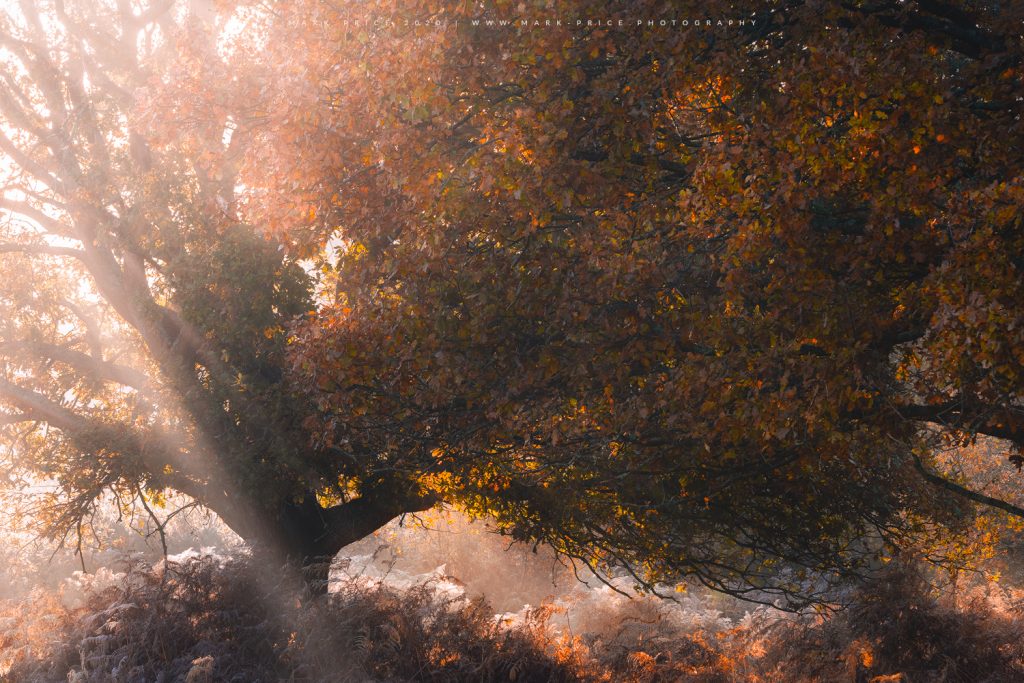 The signs of late autumn engorge this tree as a shaft of light pierces the scene at dawn, Sussex