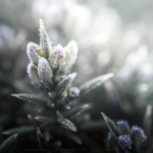 Intimate details of bracken plants frozen by winter morning, Sussex