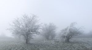 Hawthorn Trees frozen in a severe Hoar frost in Sussex, Winter 2021