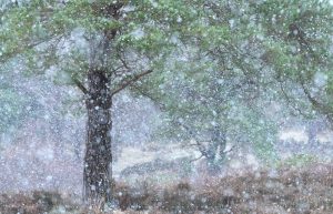 The first snowfall of winter arrives on the Ashdown Forest, East Sussex