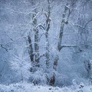 A frigid covering of snow transforms the Ashdown Forest into a winter fantasy scene!