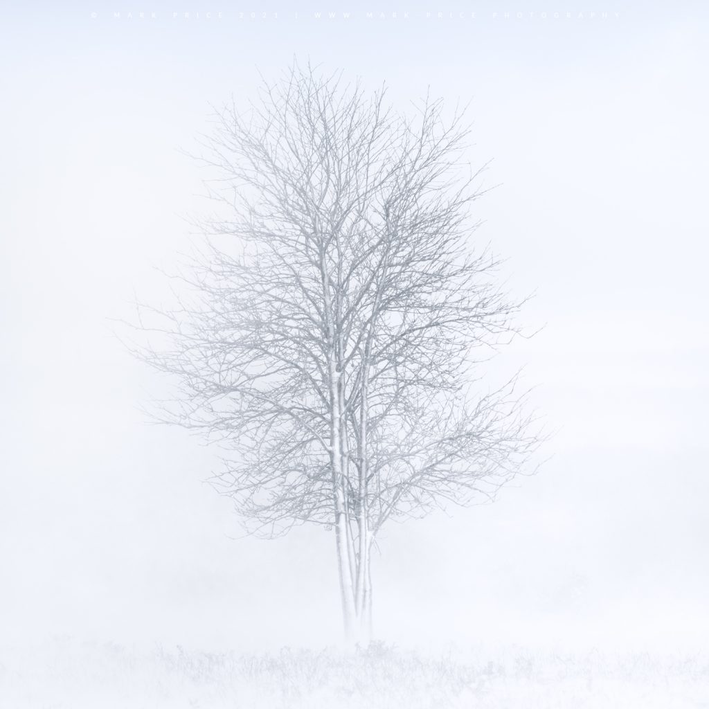 Storm Darcy surrounds this winterised tree on the Ashdown Forest, February 2021