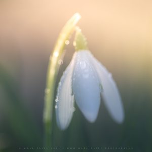 A lone Snowdrop soaks up some winter sun after a downpour
