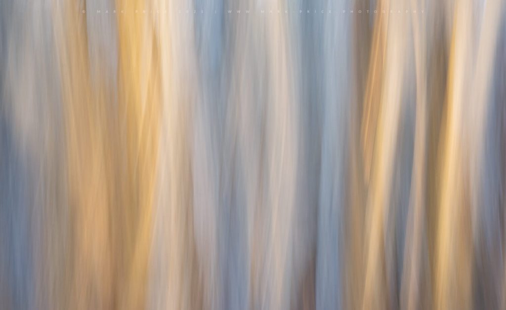 Light combines with camera movement to make abstract patterns in a forest