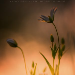 The fine details of wild spring flowers caught in the last light of the day.