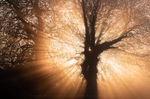 Intense sunrise light cascades through a striking tree in Dorset