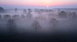 A trio of beautiful trees sit in front of a field of rising mist in Sussex