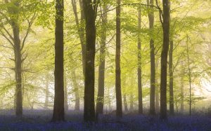 Bluebells and fog in a Dorset forest