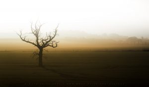 A lone dead tree casts it's shadow across a country field