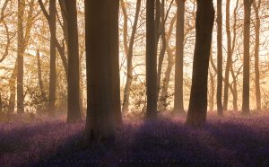 First light brings spring to life in one of my favourite forests in the UK