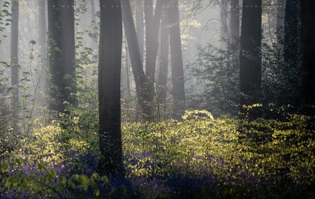 Beautiful bluebells and spring fauna combined with morning fog in a forest.