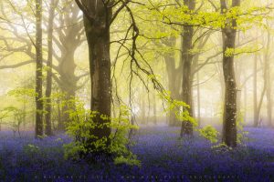 The height of Bluebell season in South West England