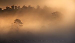 Atmospheric mornings on Ashdown Forest, Sussex