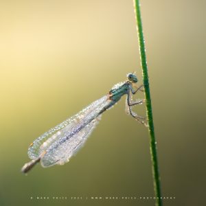 Early morning humidity creating crystal like drops on this Damselfly