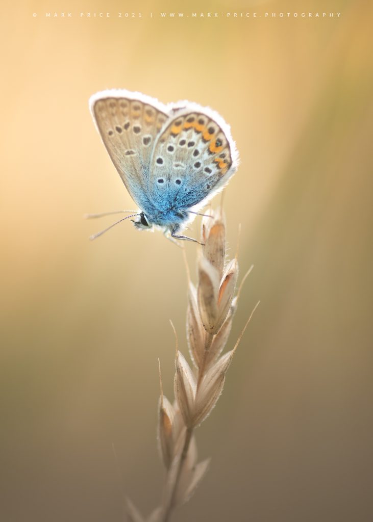 A close up of a beautiful butterfly roosting in the early evening light