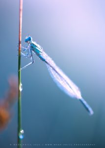 A beautiful Damselfly prepares for another day on earth !