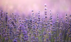 Beautiful Lavender plants lit up by first light in Somerset