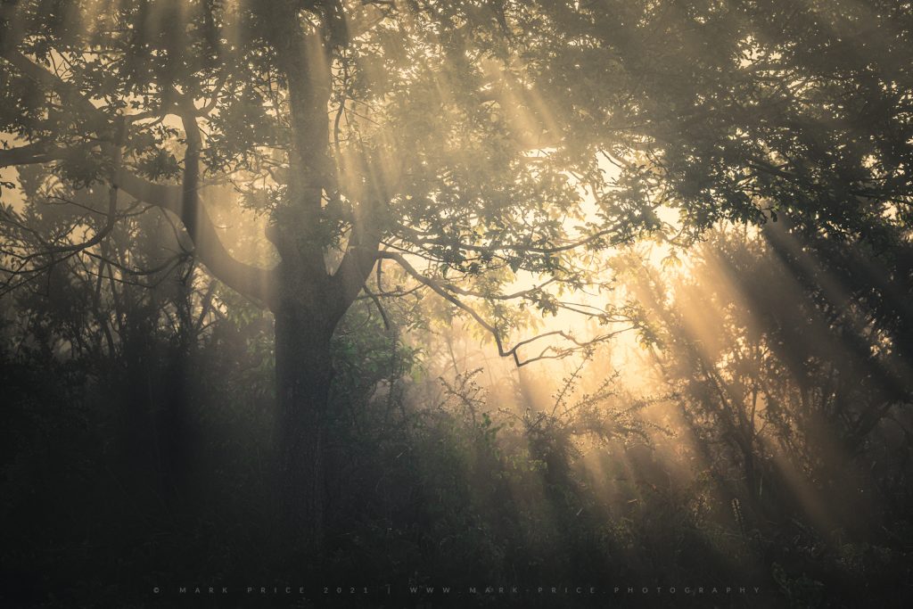 Beautiful angel rays cascade through trees in the New Forest