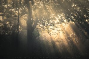Beautiful angel rays cascade through trees in the New Forest