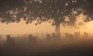 A flock of friendly sheep stroll past my lens on an ethereal summer morning