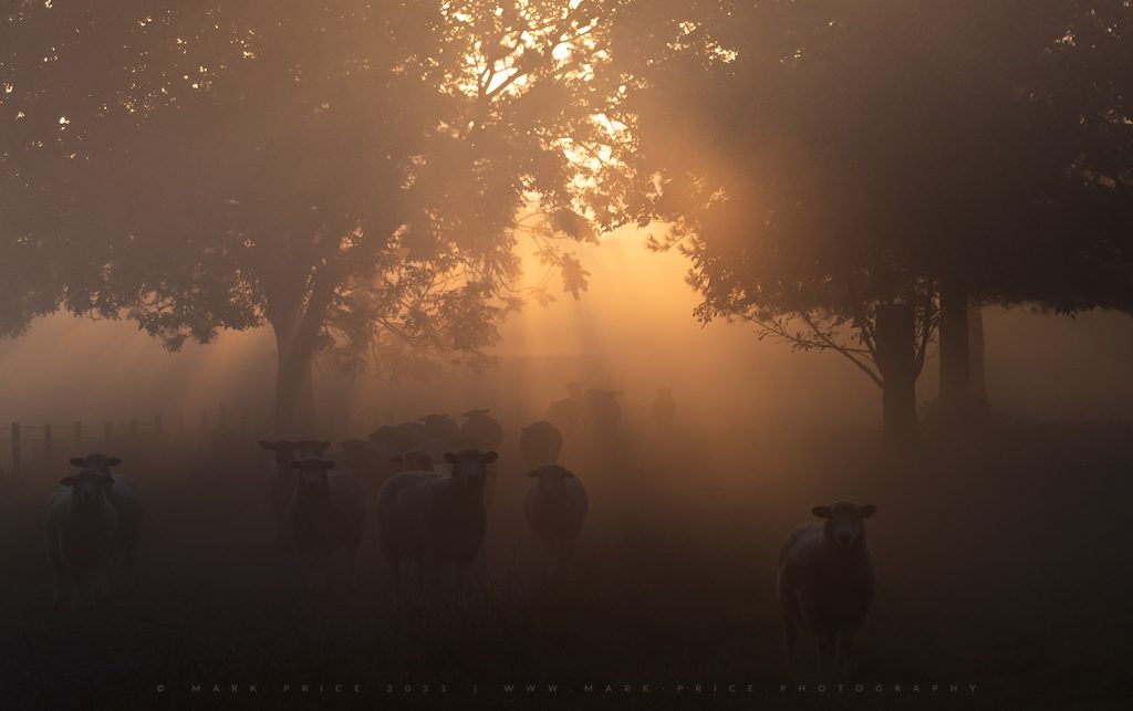 A flock of sheep in the South Downs Park as beautiful light explodes behind them.
