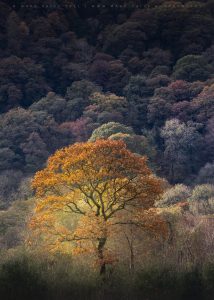 A lone tree stands out in a moment of light in a Lake District valley