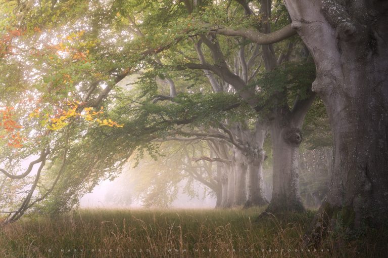 The onset of Autumn impacts these incredible beech trees in the morning fog
