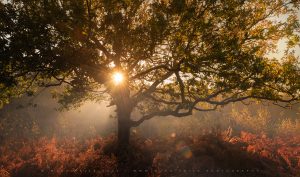 This tree comes to life at sunrise in Sussex