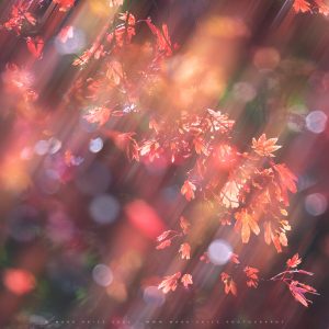 The rich reds of Autumn within a multiple exposure frame