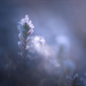 A beautiful shrub emerges from a frosty sunrise