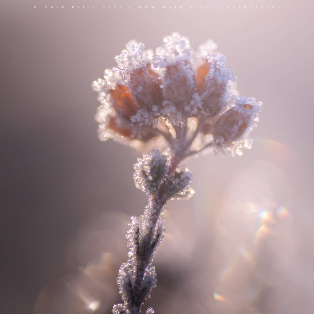 A beautiful wild plant, wrapped in winter