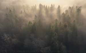Immense light and fog covers with woodland area of Sussex