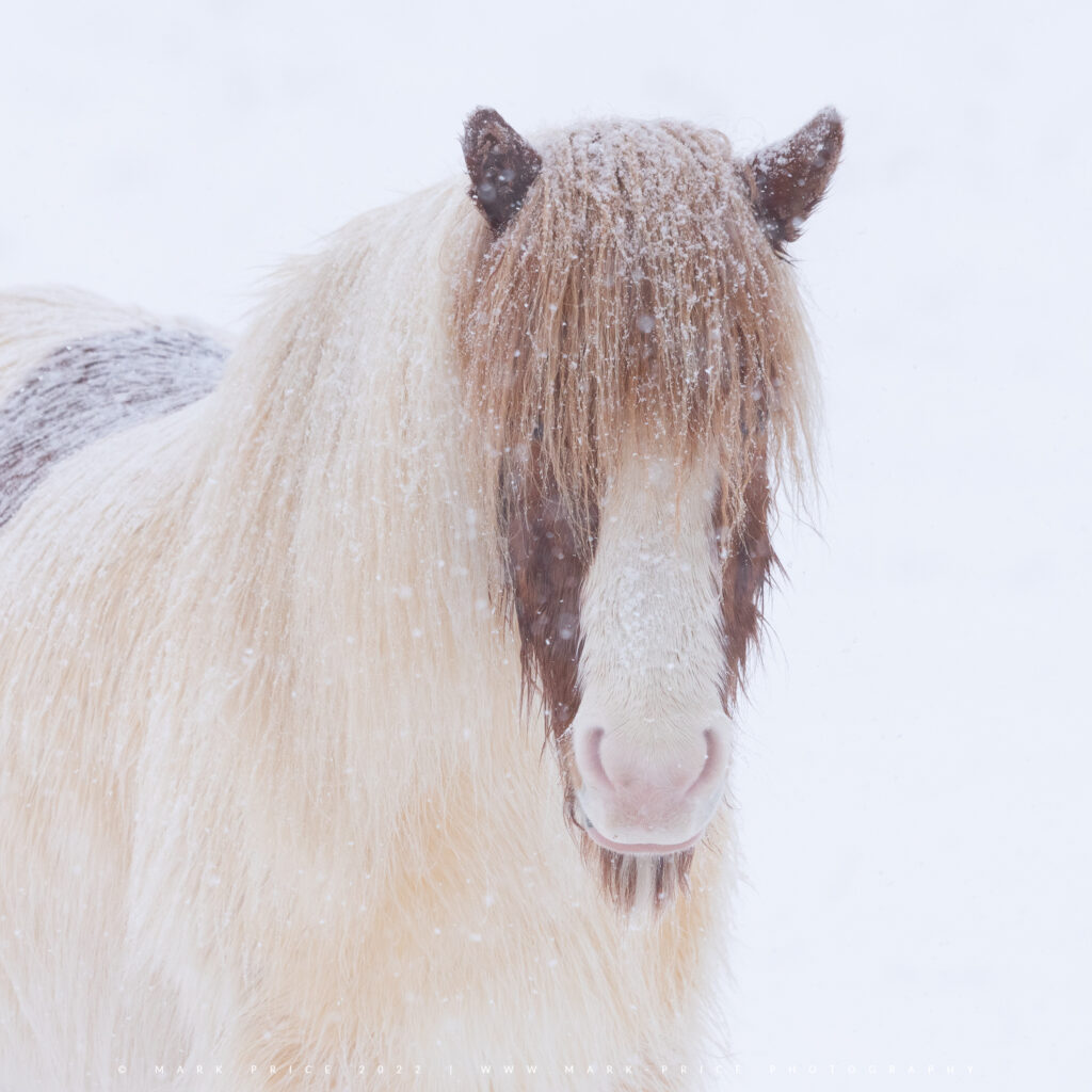A beautiful and very robust Icelandic horse braves out a weather bomb