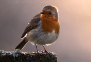 A friendly robin that seems to follow me around a local nature reserve!