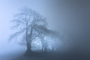 A striking family of trees in thick fog
