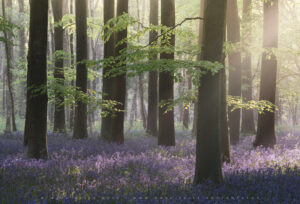 Morning light cascading through a Sussex bluebell wood