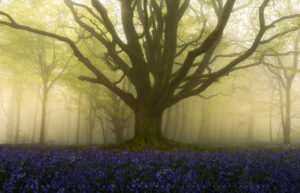 An ancient and striking tree shrouded in mist, above a carpet of bluebells