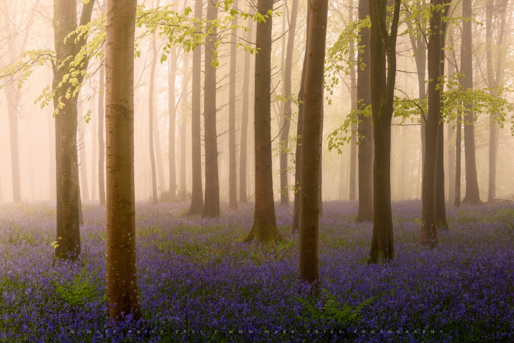 Wonderful bluebells and fog in a South Coast forest..