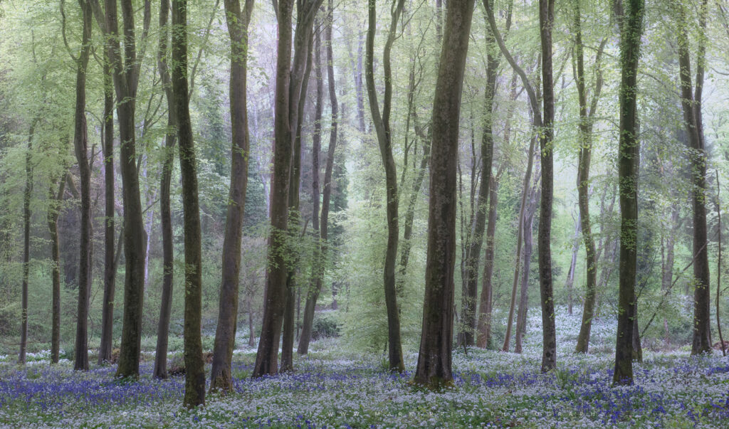 Bluebells, Birches, and Wild Garlic - a perfect spring combination..