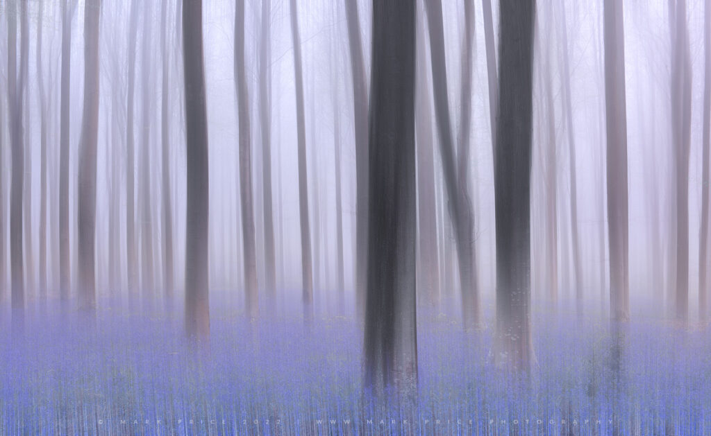 Bluebells in thick fog, with some abstractism applied..
