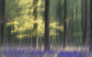 Abstract bluebell visions created with some camera movement..