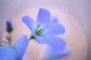 Multiple exposures creating an ethereal feeling of the spring flowers in the UK..