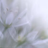Close up, soft interpretations of Spring..