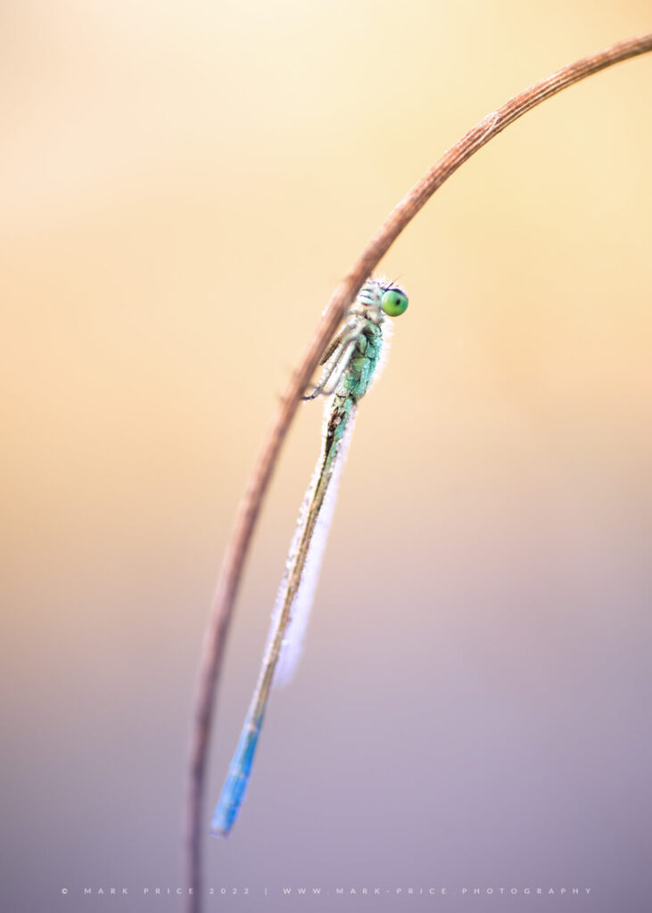 A roosting Damselfly watches me as I get close up and personal!