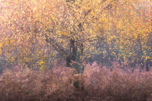 An emblem of autumn in the Sussex woodland..