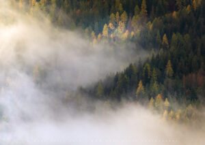 Captivating opposing patterns in the dynamic fog of a Dolomites forest
