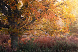 The last rich colours of Autumn in Sussex