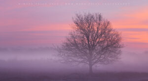 Pre dawn winter beauty in a Sussex nature reserve...