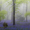 British Woodland carpeted in Bluebells during a heavy fog - Spring 2023